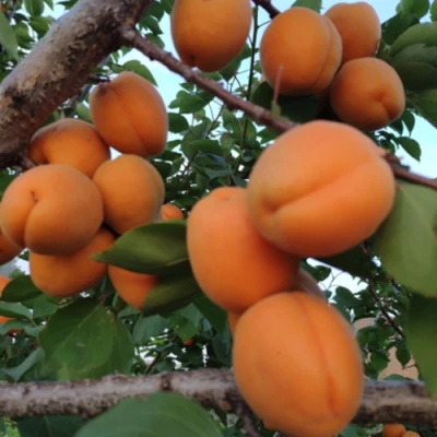 Абрикос ГОЛД РИЧ в Красногорске