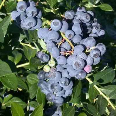 Голубика БОНУС в Красногорске