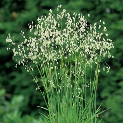 Трясунка средняя в Красногорске