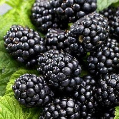 Ежевика БЖЕЗИНА бесшипная в Красногорске