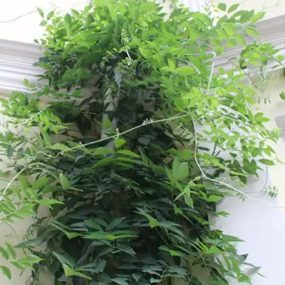 Глициния макростахия БЛЮ МУН в Красногорске