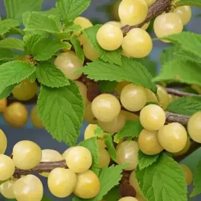 Вишня СНЕВИТ войлочная в Красногорске