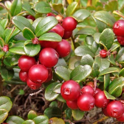 Брусника садовая АМЕРЛАНД в Красногорске