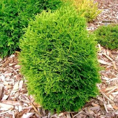 Туя ВОТЕРФИЛД западная в Красногорске