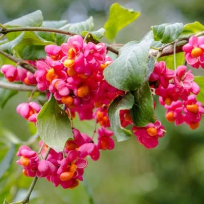 Бересклет ЕВРОПЕЙСКИЙ в Красногорске