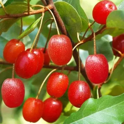 ГУМИ (ЛОХ МНОГОЦВЕТКОВЫЙ) в Красногорске