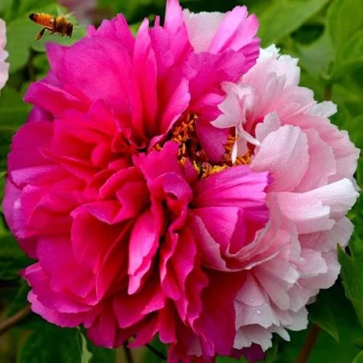 Пион ДВЕ СЕСТРЫ древовидный в Красногорске