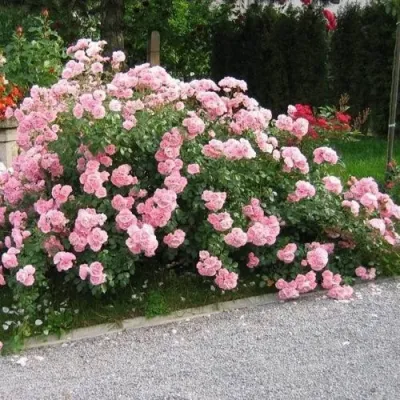 Роза БОНИКА флорибунда в Красногорске