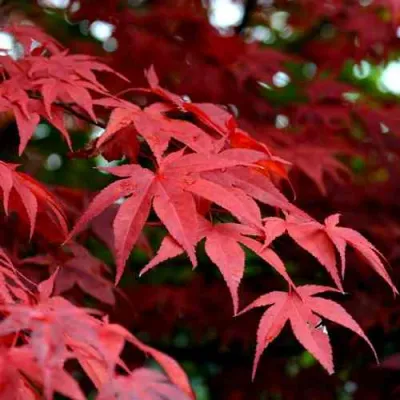 Клен гиннала  в Красногорске