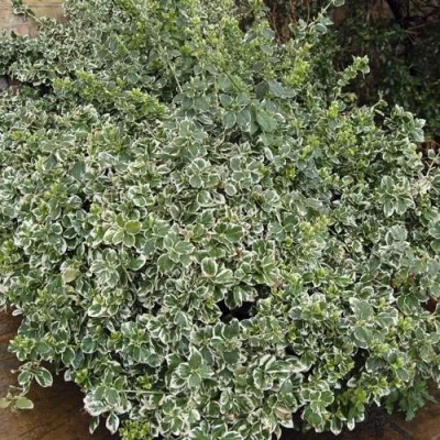 Бересклет ЭМЕРАЛЬД ГАИТИ форчуна в Красногорске