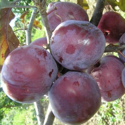 Слива ЛАМА в Красногорске