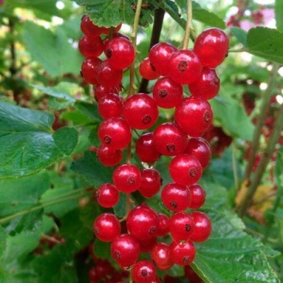 Смородина красная КОНСТАНТИНОВСКАЯ в Красногорске