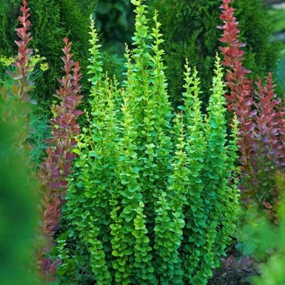 Барбарис ЭРЕКТА тунберга в Красногорске