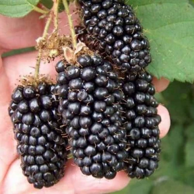 Ежевика ЛОХ НЕСС бесшипная в Красногорске