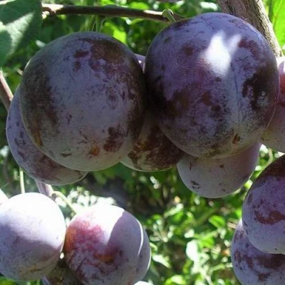 Слива РЕНКЛОД ХАРИТОНОВОЙ в Красногорске