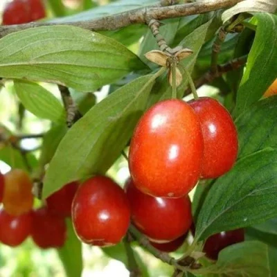 Кизил КОРАЛЛОВЫЙ МАРКА в Красногорске