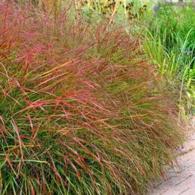 Просо ШЕНАНДО прутьевидное в Красногорске