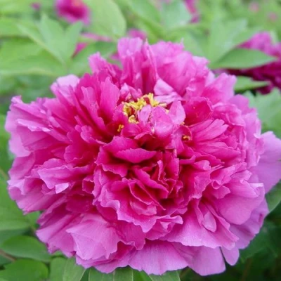 Пион ЛИЛОВАЯ ФАНТАЗИЯ древовидный в Красногорске