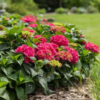 Гортензия ЭНДЛЕСС САММЕР ЛАВ крупнолистная в Красногорске