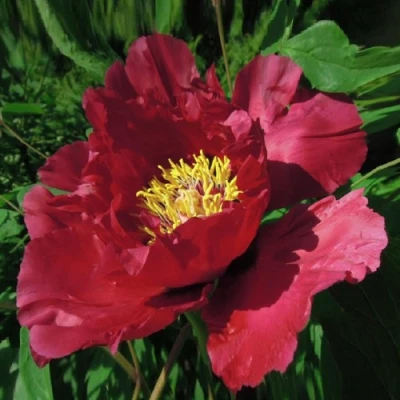 Пион КРАСНЫЙ ЛОТОС древовидный в Красногорске