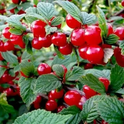 Вишня ВОСТОРГ войлочная в Красногорске