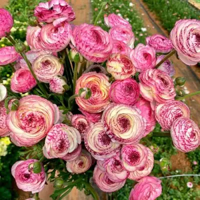 Лютик ПИКОТИ ПИНК в Красногорске
