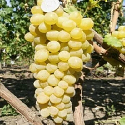 Виноград КИШМИШ ЗОЛОТЦЕ в Красногорске