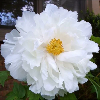 Пион БЕЛЫЙ НЕФРИТ древовидный в Красногорске