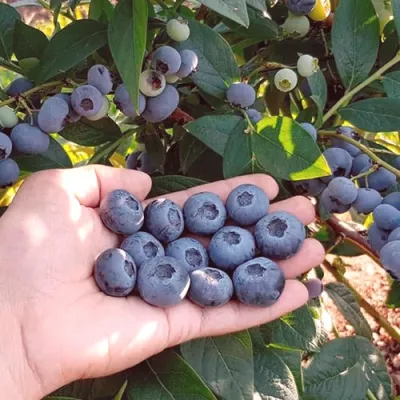 Голубика БОНУС в Красногорске