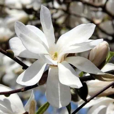 Магнолия ЛЕБНЕРА МЕРРИЛЛ в Красногорске