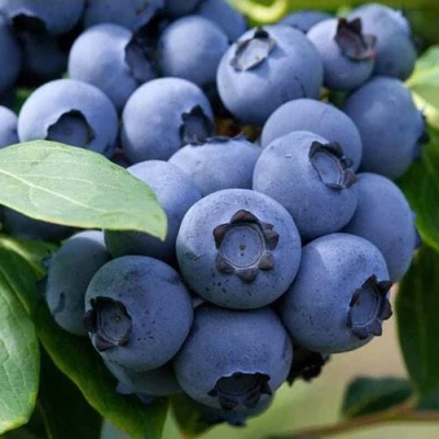 Голубика СПАРТАН в Красногорске