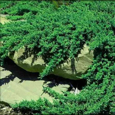 Можжевельник НАНА лежачий в Красногорске