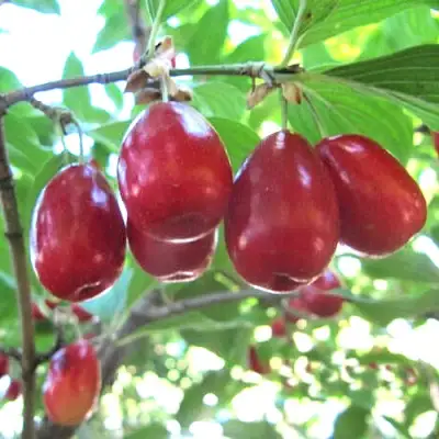 Кизил ЛУКЬЯНОВСКИЙ в Красногорске