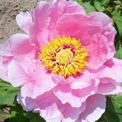 Пион МАРАМАЦУ-ЗАКУРА древовидный в Красногорске