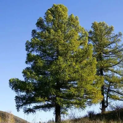 Лиственница сибирская в Красногорске