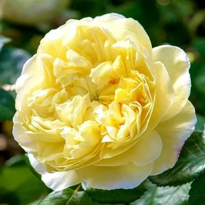 саженцы розы Чарльз Дарвин