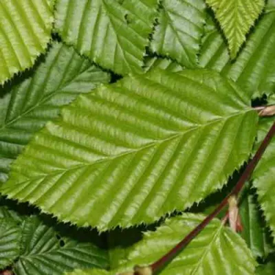 Граб японский в Красногорске