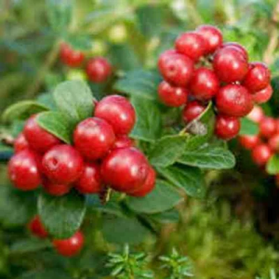 Брусника садовая РУНО БЕЛЯВСКИ в Красногорске