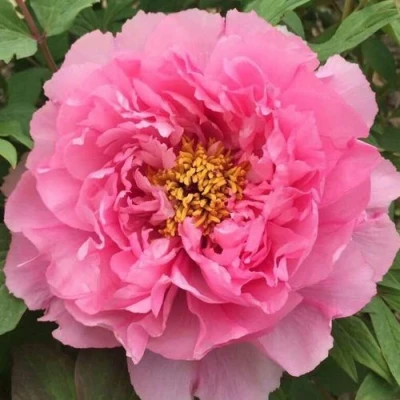 Пион РОЗОВЫЙ ЛОТОС древовидный в Красногорске