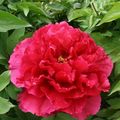 Пион АРОМАТНОЕ ВОСПОМИНАНИЕ древовидный в Красногорске