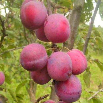 Слива ЭДИНБУРГСКАЯ в Красногорске