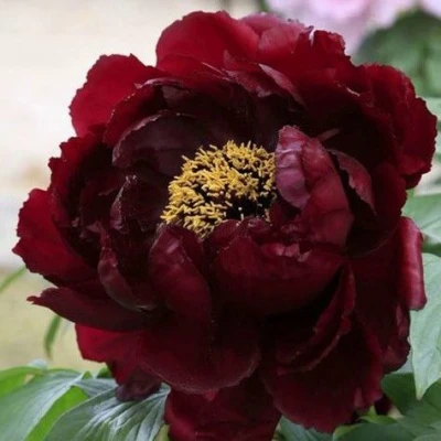 Пион ПОЛНОЧЬ древовидный в Красногорске