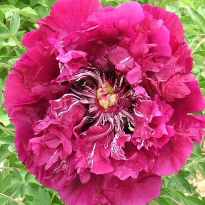 Пион ПУРПУРНЫЙ ОКЕАН древовидный в Красногорске