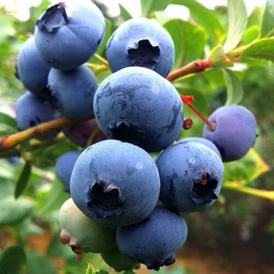 Голубика ДЮК в Красногорске