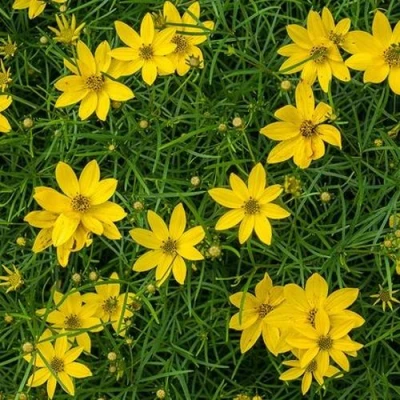 Кореопсис мутовчатый в Красногорске