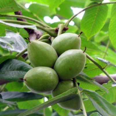 Орех маньчжурский МИЧУРИНЕЦ в Красногорске