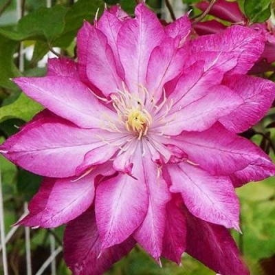 Клематис КАЕН в Красногорске