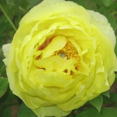 Пион ЗОЛОТО ПОДНЕБЕСНОЙ древовидный в Красногорске