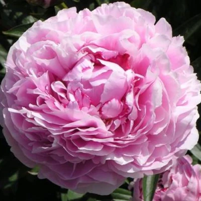 Пион ША-ЛА травянистый в Красногорске