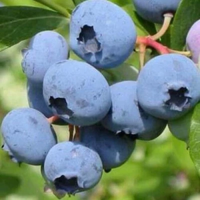 Голубика ДАРРОУ в Красногорске